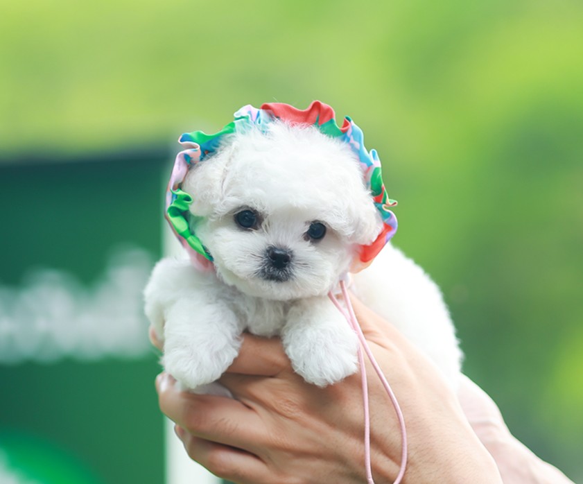 บิซอง ฟริเซ่ BCF-50935 เพศหญิง สีขาว อายุ 2 เดือน ตัวเล็ก ขาสั้น หน้าสั้น ขนแน่น...