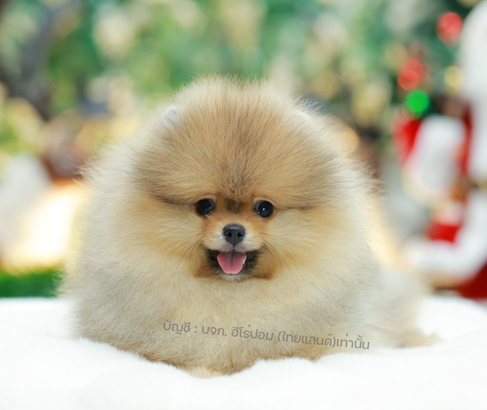 ปอมแท้ ปอมหน้าหมี HRM-89138 เพศชาย สีส้ม ตัวจิ๋วตัวเล็ก แก้มอ้วน น่าฟัดมาก ๆ ตอน...