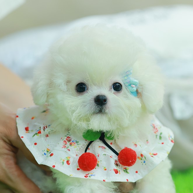 มินิบิชอง BCF-56077 เพศหญิง สีขาว อายุ 2 เดือน หน้าตาน่ารัก ขาสั้น ขนแน่นฟู ขี้เ...