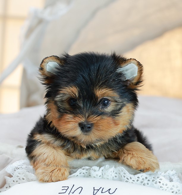 ยอร์คเชียร์ เทอร์เรีย HYM-68763 เพศชาย สีแบล็คแทน อายุ 2 เดือน ตัวเล็ก ขาสั้น หน...