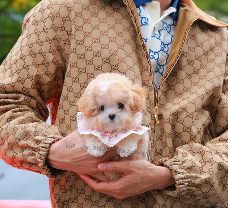 มอลติพู MTPF-61016 เพศหญิง สี Champagne อายุ 2 ปี น่ารัก หัวกลม มีถุงเท้าสีขาว ส...