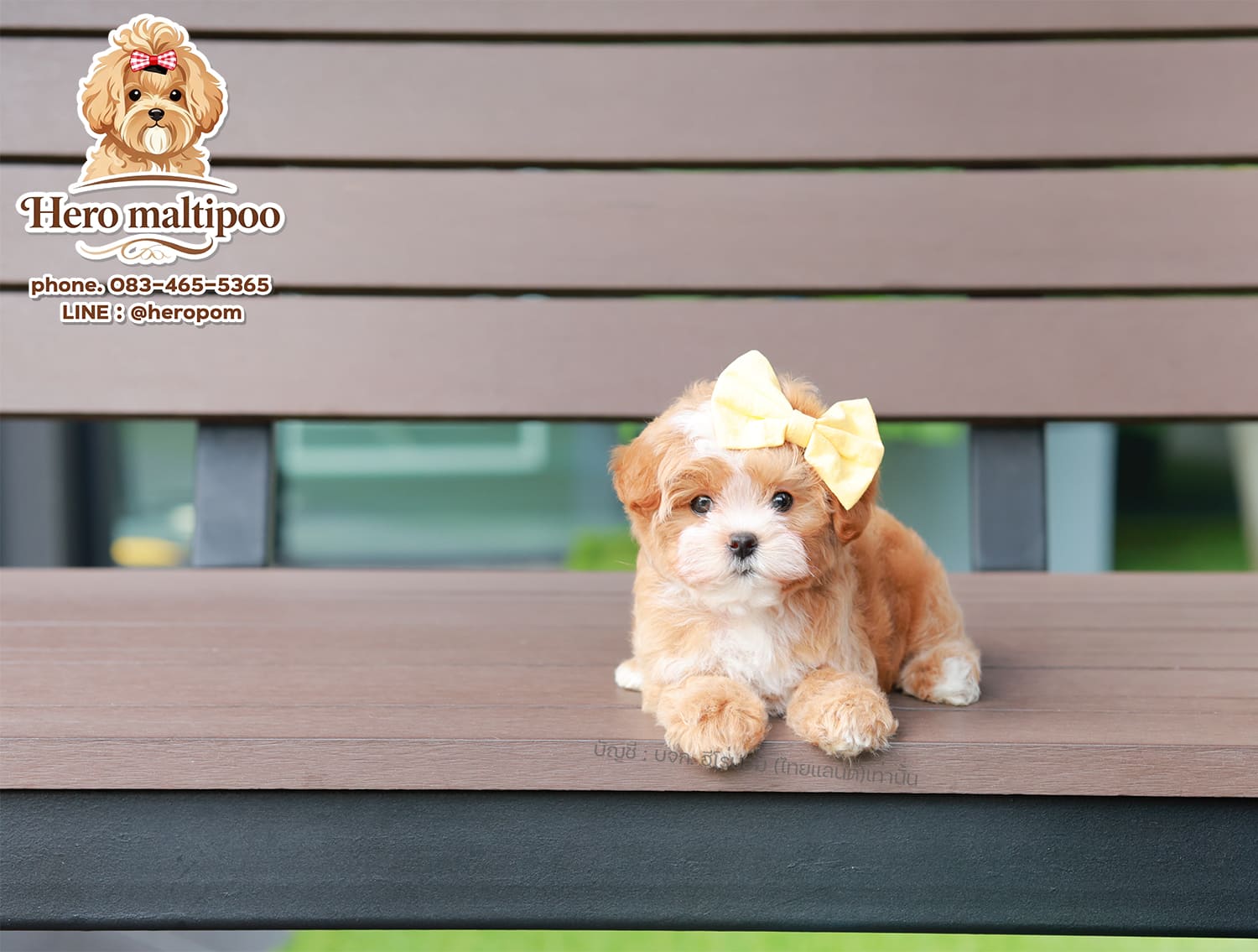 มอลติพู MTPF-61176 เพศหญิง สี Champagne อายุ 2 ปี น่ารัก หัวกลม มีถุงเท้าสีขาว ส...