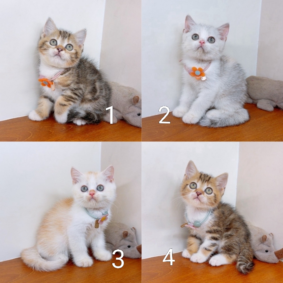แมวสก๊อตติสโฟร์ สายพันธุ์ คุณภาพ