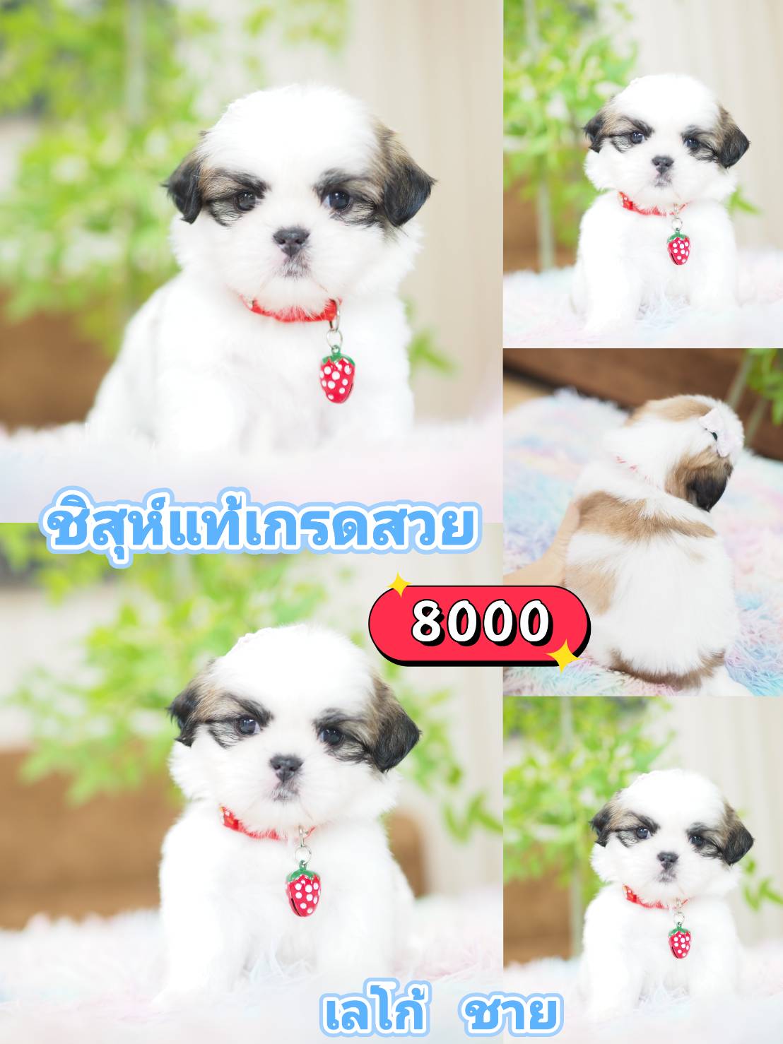 Shihtzu