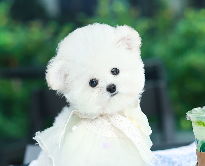 BCF-45139 บิชองฟรีเซ่ เพศหญิง หน้ากลมสีขาว ตากลม น่ารัก สนใจน้องสอบถาม Line:@her...
