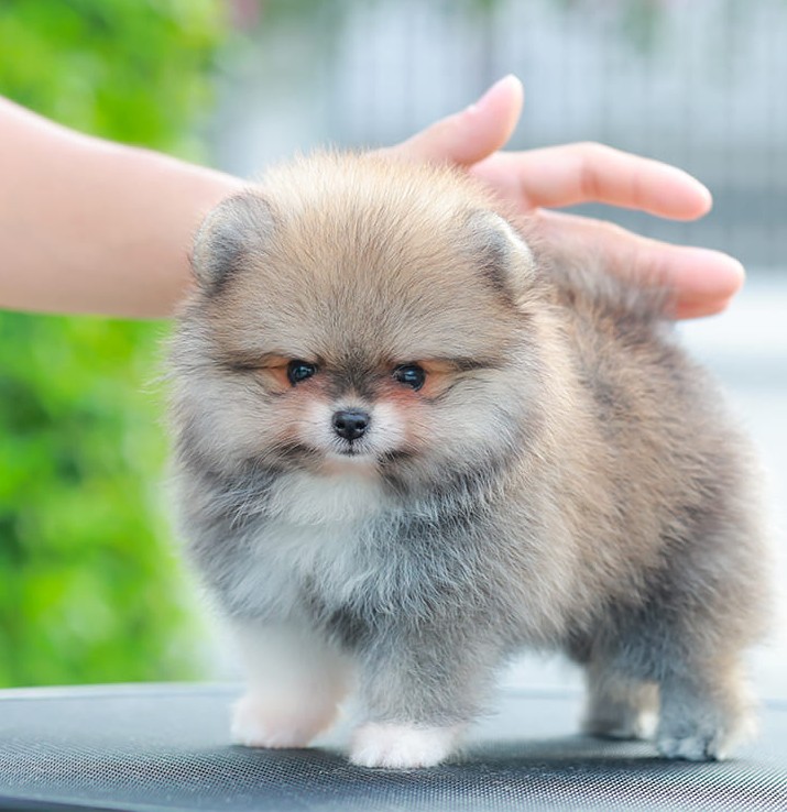 ปอมแท้ ปอมหน้าสั้น HRM-10467 เพศชาย สีส้ม สาวฮอต หน้าตาน่ารัก น่าเอ็นดูมาก ๆ แก้...