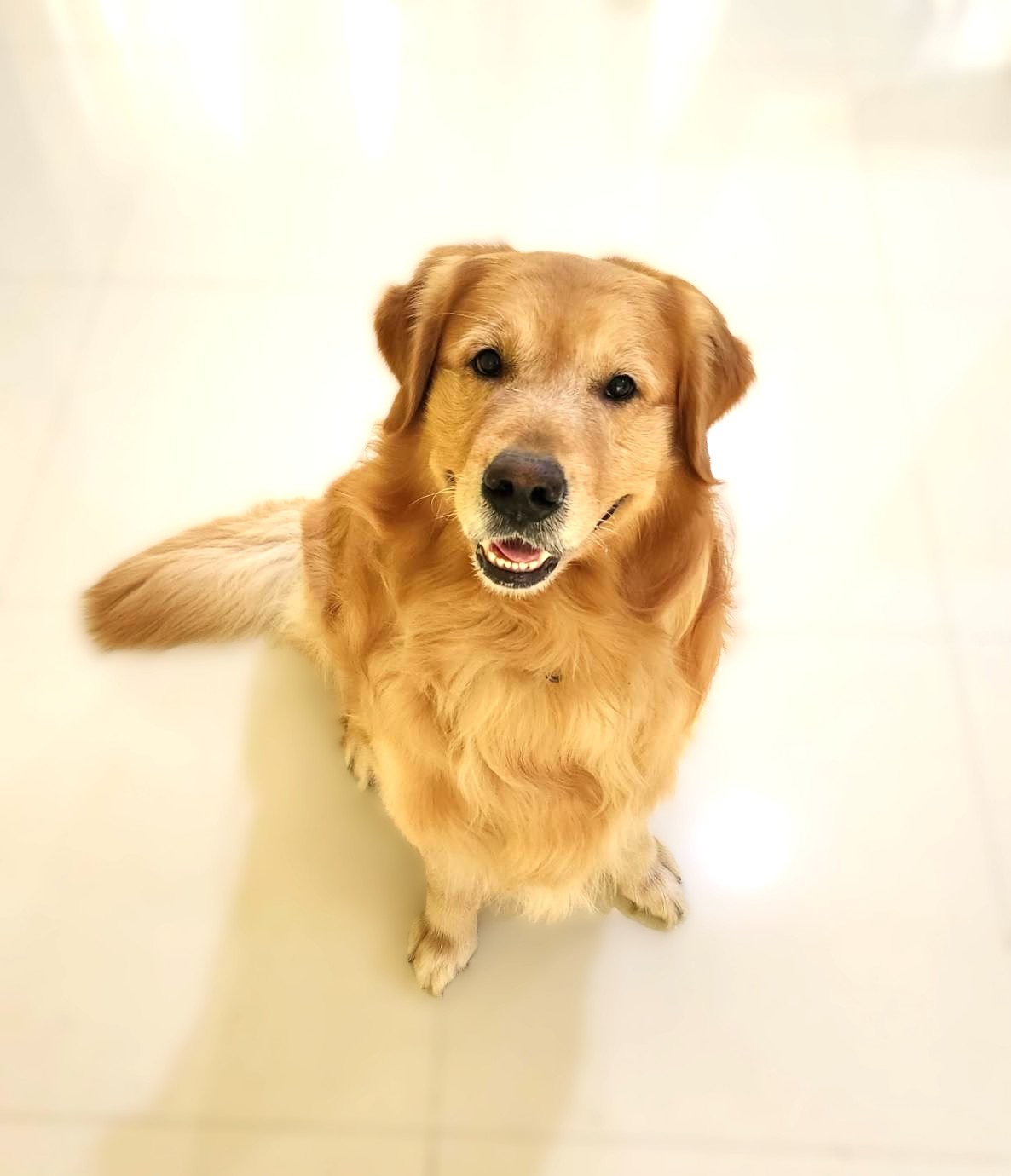 โกลเด้น รีทริฟเวอร์ (Golden Retriever) Certified Pedigree