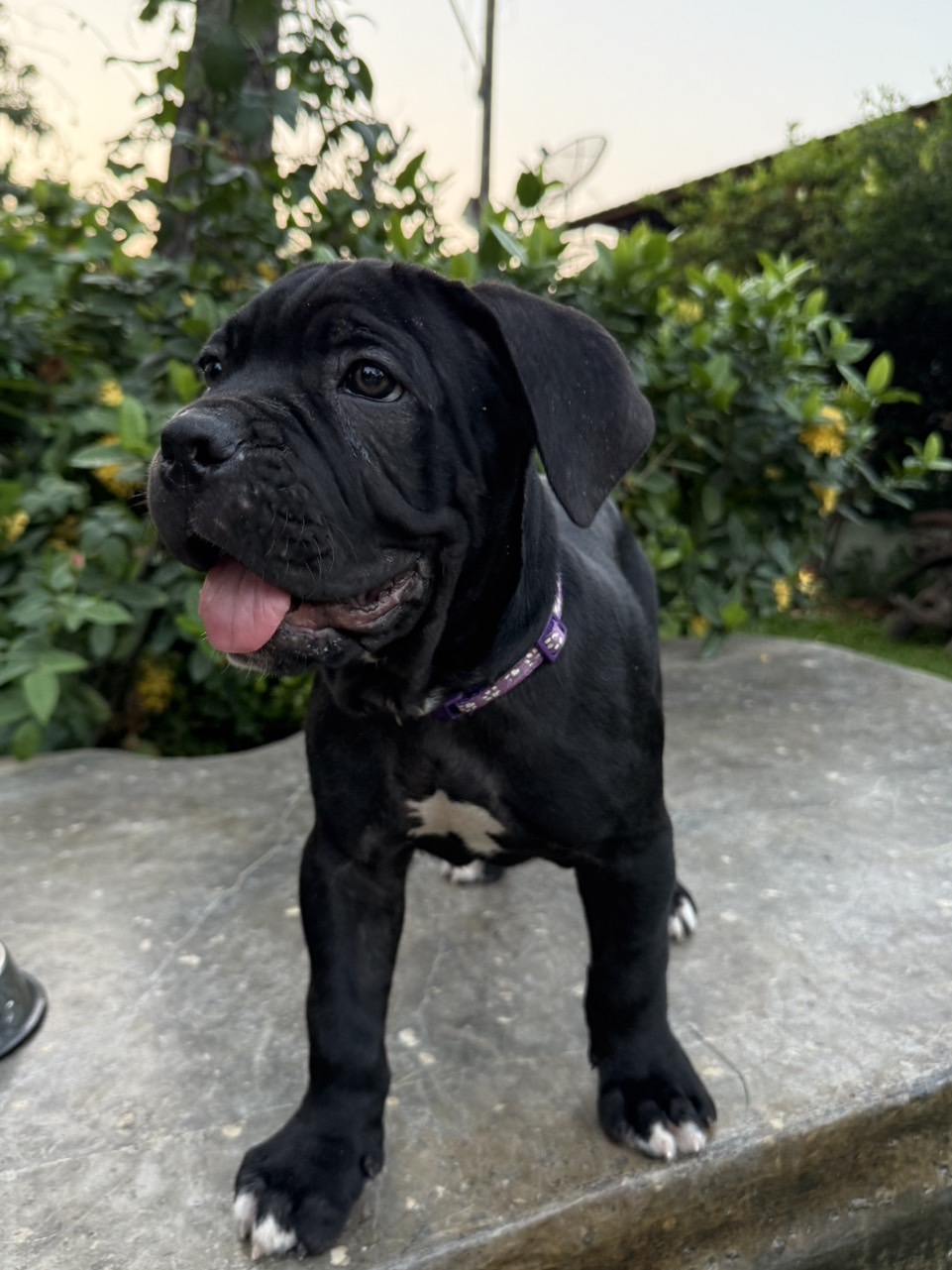 Cane Corso Mastiff