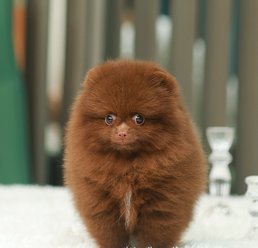 ปอมหน้าหมี ปอมแท้ ปอมเมอเรเนียน HRF-36817 เพศหญิง สีช็อคแทน อายุ 2 เดือน ตัวเล็ก...