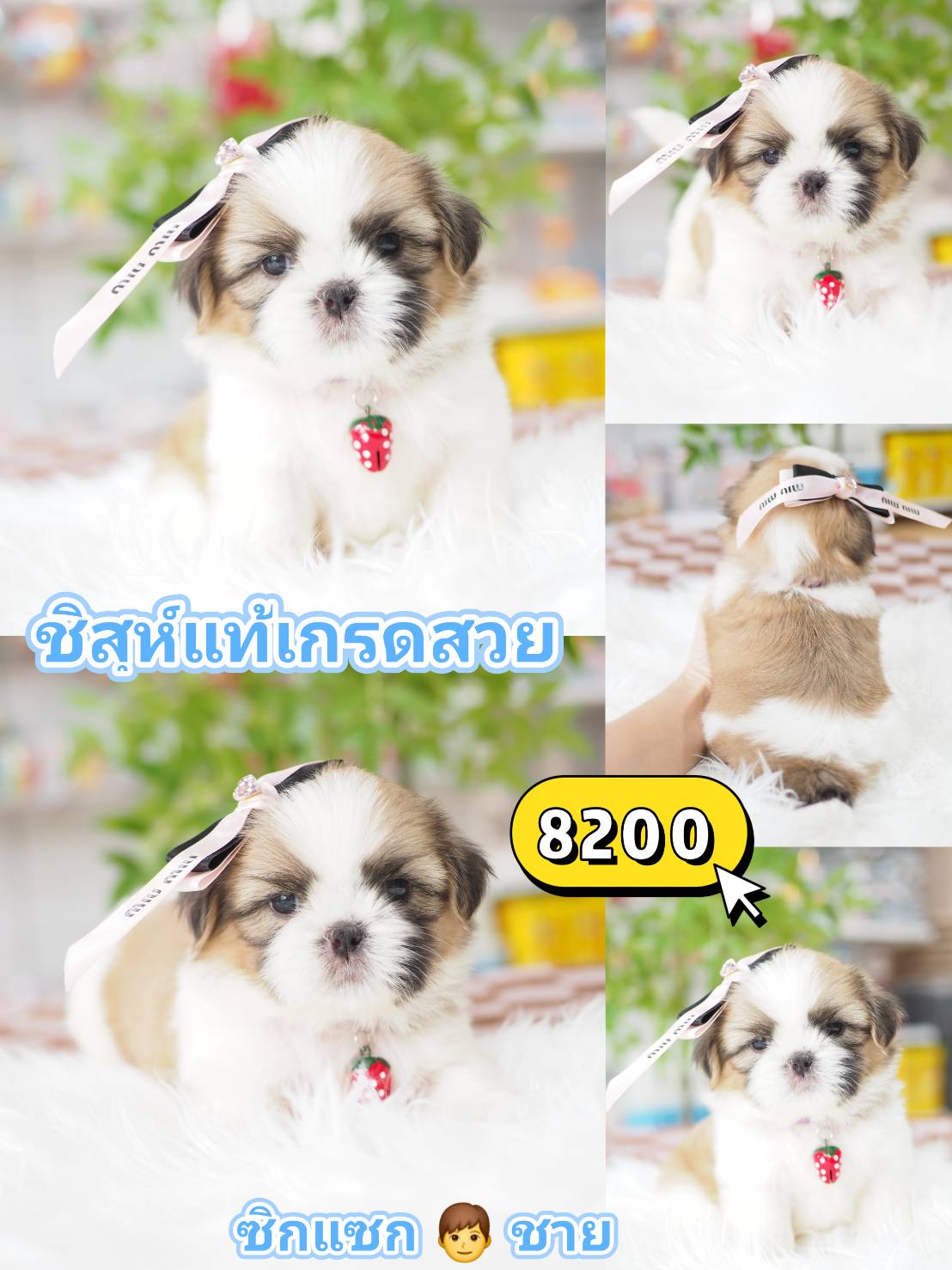 Shihtzu