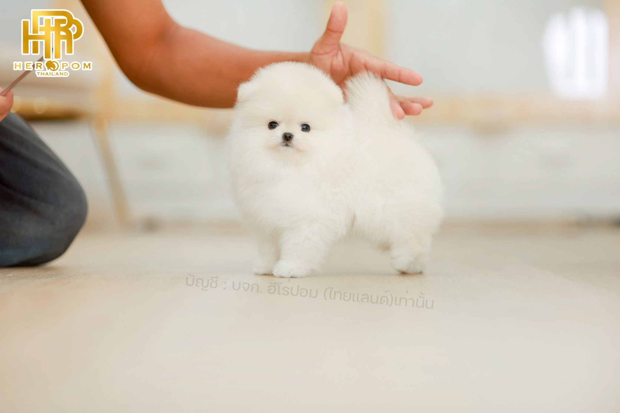 ปอมแท้ ปอมหน้าสั้น HRF-10291 เพศหญิง สีขาว อายุ 2 เดือน น่ารักมาก ๆ ถ่ายรูปแล้วข...