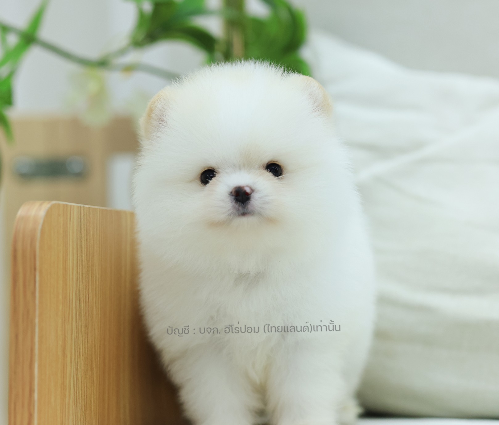 ปอมหน้าหมี ปอมแท้ ปอมเมอเรเนียน HRF-เปิดจอง1 เพศหญิง สีขาว อายุ 2 เดือน ตัวเล็ก...