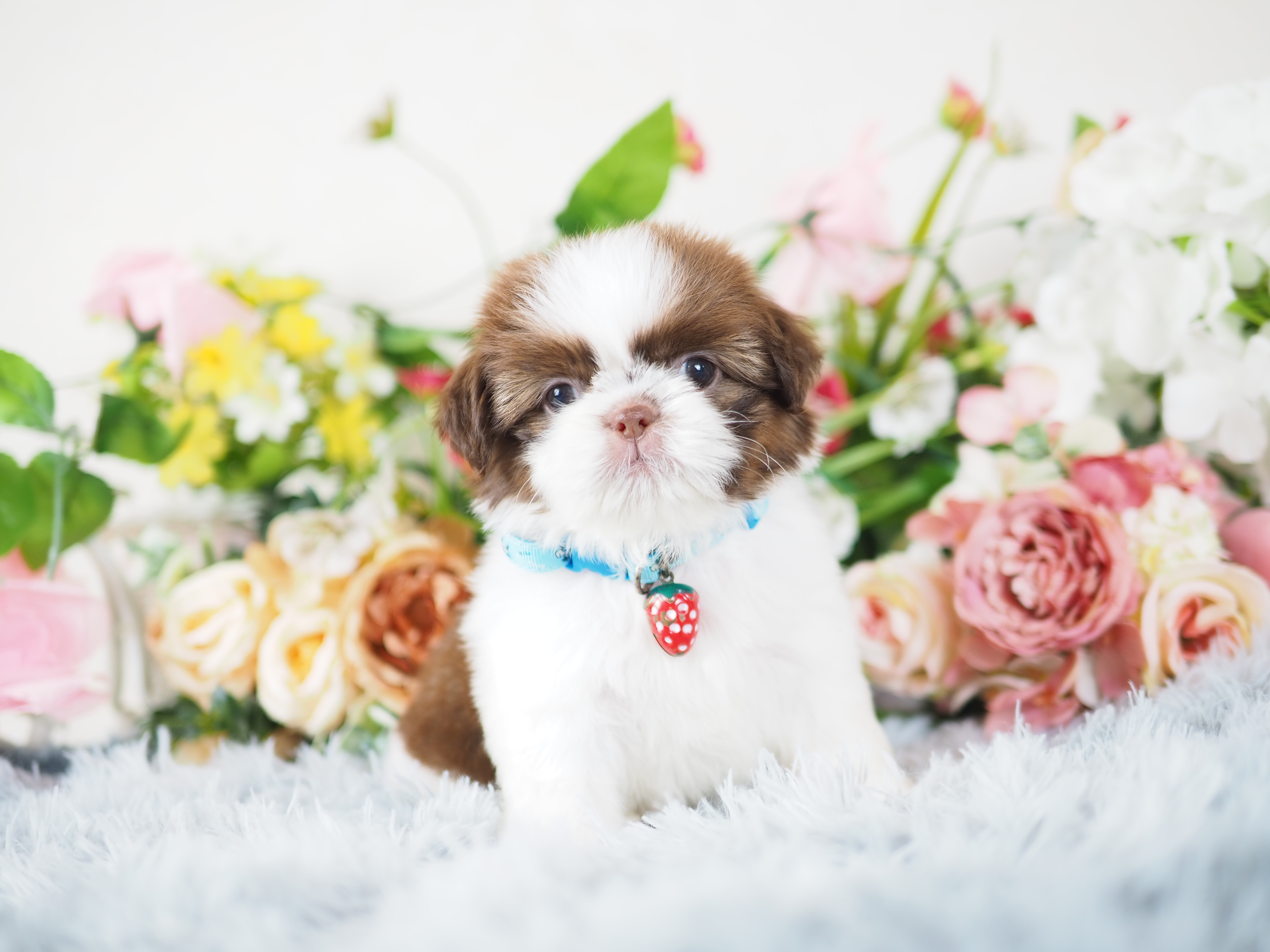 Shihtzu kibzaa