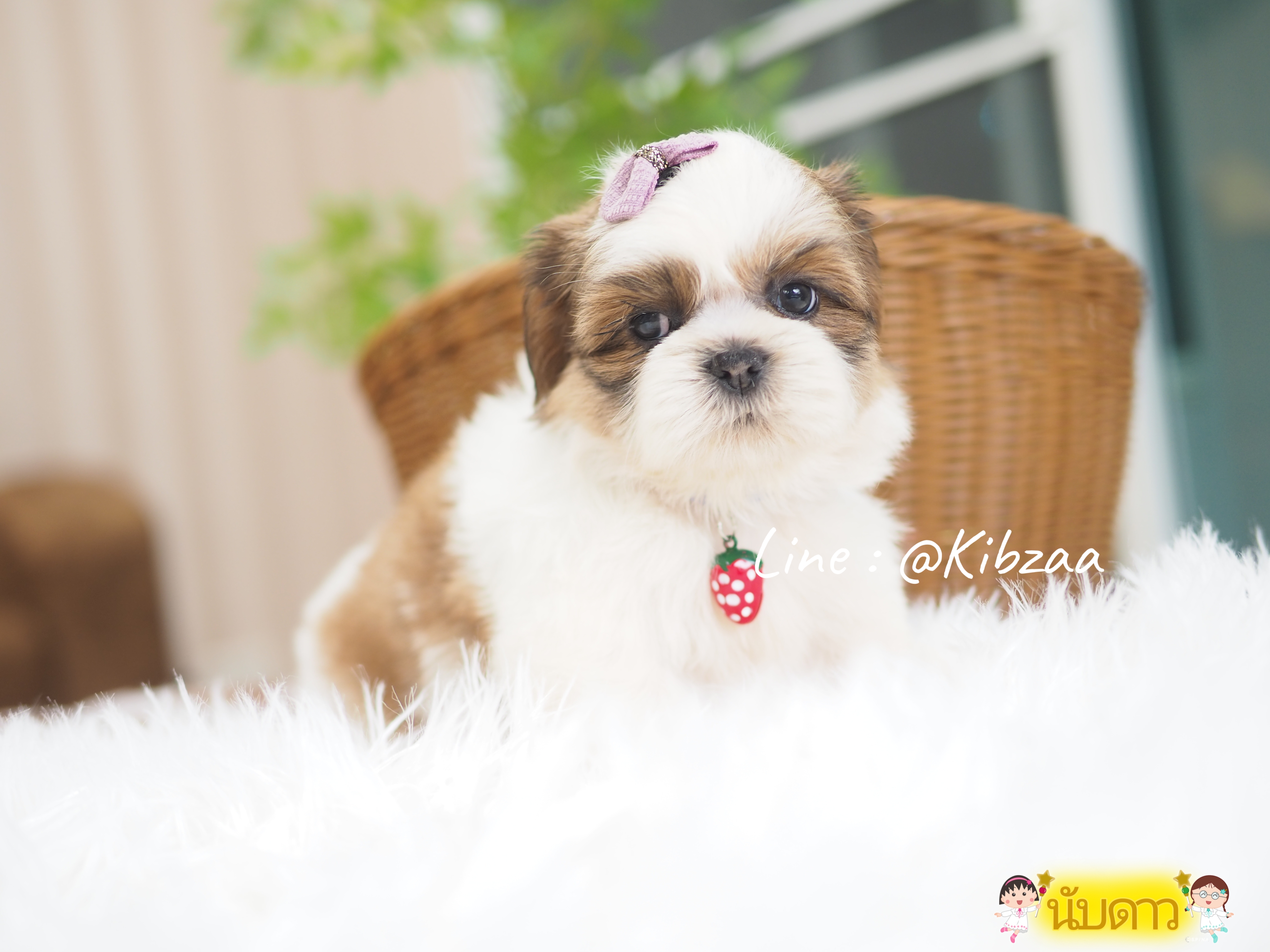 Shihtzu