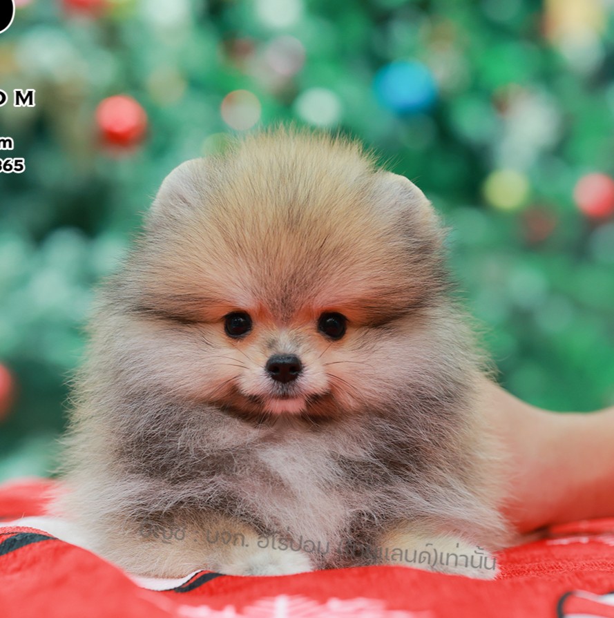 ปอมแท้ ปอมหน้าหมี HRF-10461 เพศหญิง สีส้ม ตัวจิ๋วตัวเล็ก แก้มอ้วน น่าฟัดมาก ๆ ตอ...