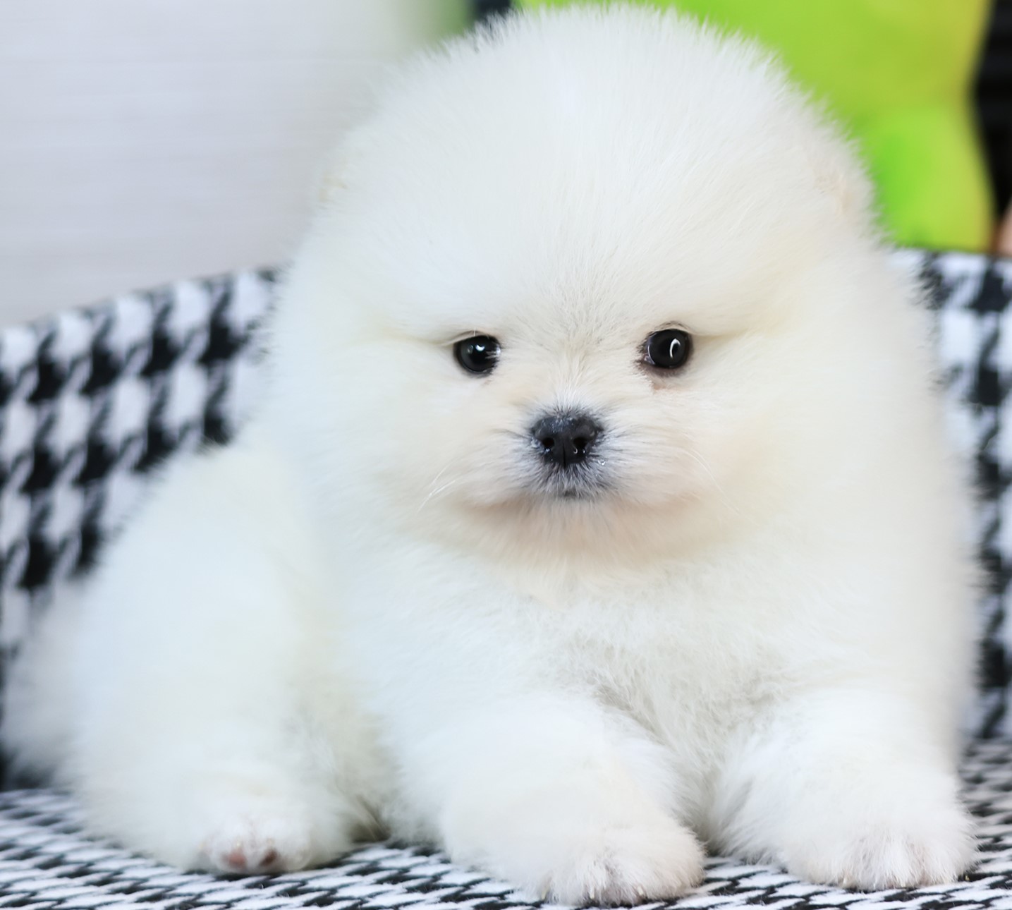 เปิดจอง ปอมแท้ ปอมเมอเรเนียน เพศชาย สีขาว หน้าตาน่ารัก ขาสั้น ขนแน่นฟู ขี้เล่นมา...