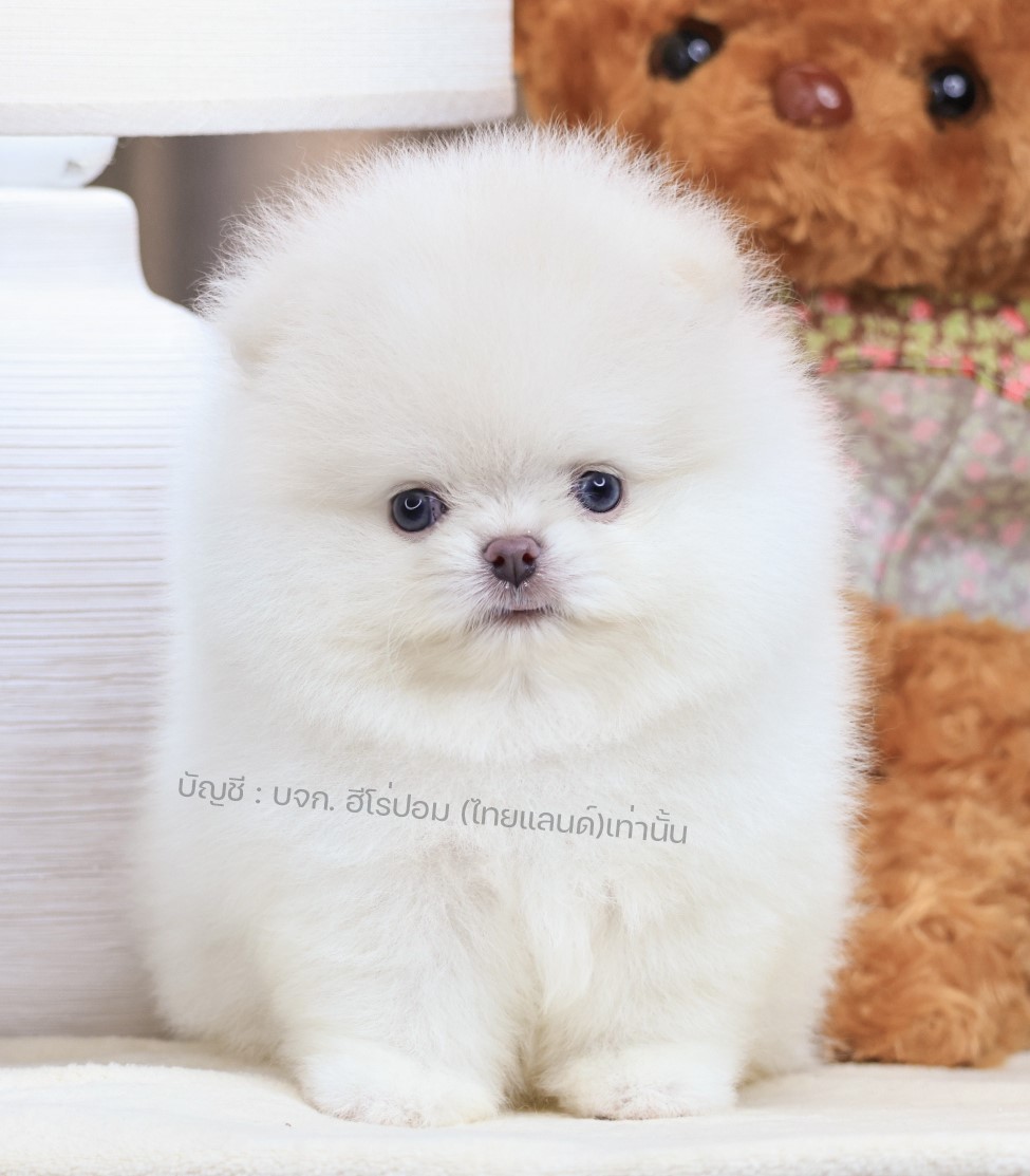 ปอมแท้ ปอมเมอเรเนียน HRM-68118 เพศชาย สีขาว อายุ 2 เดือน หน้าตาน่ารัก ขาสั้น ขนแ...