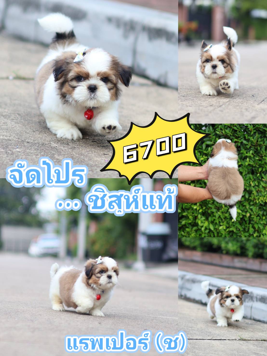 กิ๊ฟซ่า อัพเดท05/11/68