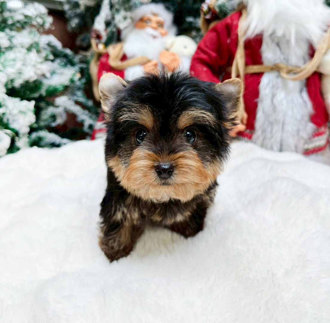 ยอร์คเชียร์ เทอร์เรีย HYM-10522 เพศชาย สีแบล็คแทน ขนแน่น สายเลือดดี เกรดคุณภาพ ห...