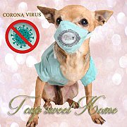 เพลงCovid 19ชิวาวา(by Tcupsweethome)