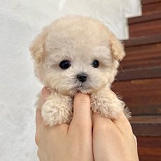 Puppy Sunday นำเข้าสุนัขเกาหลี พูเดิ้ลทีคัพ มอลติพู มอลทีส บิชอง ปอม  LINE : @pu...