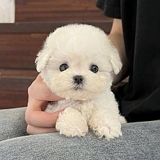 Puppy Sunday นำเข้าสุนัขเกาหลี มินิบิชอง มอลทีส มอลติพู พูเดิ้ล ปอม ทีคัพ LINE :...