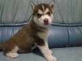 จำหน่ายลูกสุนัขไซบีเรียน ฮัสกี้ เพศเมีย 2 ตัวสุดท้ายแร๊วจร๊า 