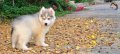 Lanna Husky Final เด็กๆพร้อมย้ายบ้านครับ