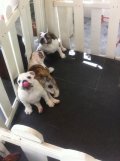 WASHIN KENNEL : ขายลูกสุนัข & พ่อพันธุ์ American Bulldog สาย AM.TH.CH Dreame...