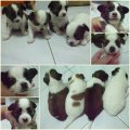 (ปิดการขาย)ชิวาวาขนยาว ไซต์เล็ก สวยๆ ผู้2เมีย3 