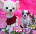 Babydoll Kennel>>ดช จูเนียร์ หล่อๆ ชิวาวาขนยาวไซส์เล็ก ตาโตหวาน หัวโหนก