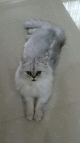 น้องแมวเปอร์เซีย ชินชิล่าแท้ (พ่อแม่มีใบรับรองสายพันธ์) สีขาว เพศผู้ อายุย่าง 4...