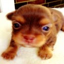 Bangkok Dog's Chihuahua เปิดจองลูก ชิวาวา ชุดใหม่ 09-4858-5642