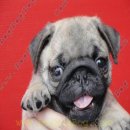 ลูกสุนัขพันธุ์ ปั๊ก PUG เพศผู้ สายเลือดแชมป์ จาก BogBogBog Kennel