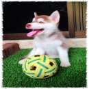 ขายน้องไซบีเรียนแท้ สวย รอยมาร์คครบ มี 3สีให้เลือกเลยค่ะ 