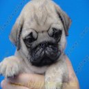 ลูกสุนัขพันธุ์ ปั๊ก PUG เพศผู้ ริงค์ล้นๆ สายเลือดแชมป์ จาก BogBogBog Kennel