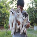 ไชบีเรียนฮัสกี้