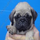 พร้อมแล้ว ลูกสุนัขพันธุ์ ปั๊ก PUG เพศผู้ สายเลือดแชมป์ เกรดคุณภาพ จาก BogBogBog...
