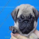 ลูกสุนัขพันธุ์ ปั๊ก PUG เพศผู้ ริงค์ล้นๆ สายเลือดแชมป์ 9202 จาก BogBogBog Kennel