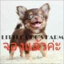 LITTLE DOG'S FARM : จองแล้วค่ะ ชิวาวาขนยาว สีชอคโกแลตแอนด์แทน น่ารักๆค่ะ วัคซีน2...