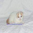 เปิดจอง scottish fold ชาย หูพับ