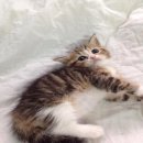 เปิดจอง scottish fold ชาย หูตั้ง