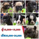 เปิดจองลูกสุนัข french bulldog