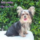 ขายยอร์คเชียเทอเรียแท้1คู่