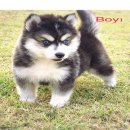 น้องหมาไซบีเรียน ขนวู๊ลลี่ ผู้ 4 สีขาวดำ น่ารัก สุขภาพแข็งแรง ราคาไม่แพง พร้อมจั...