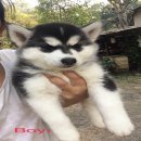 น้องหมาไซบีเรียน เพศผู้ สีขาวดำ ตาสีดำ โครงสร้างใหญ่ ขนหนา ราคาไม่แพง พร้อมจัดส่...