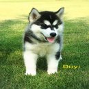 น้องหมาไซบีเรียน เพศผู้ สีขาวดำ ตาดำ โครงสร้างใหญ่ สุขภาพแข็งแรง ราคาไม่แพง