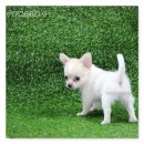 ชิวาวาขนยาวเพศเมีย  หน้าหวาน ฟอร์มสวยคะ1