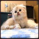 +++ปิดการขาย+++Scottish Fold เด็กชายหูพับส้มอ่อน red tabby 12000เหลือ10000