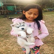 น้องหมาไซบีเรียนเพศเมีย ขาวเทา ตาดำ น่ารัก ราคาไม่แพง จัดส่งฟรี